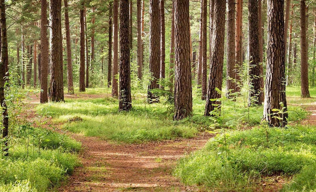 Agrár-erdészeti rendszerek létrehozása