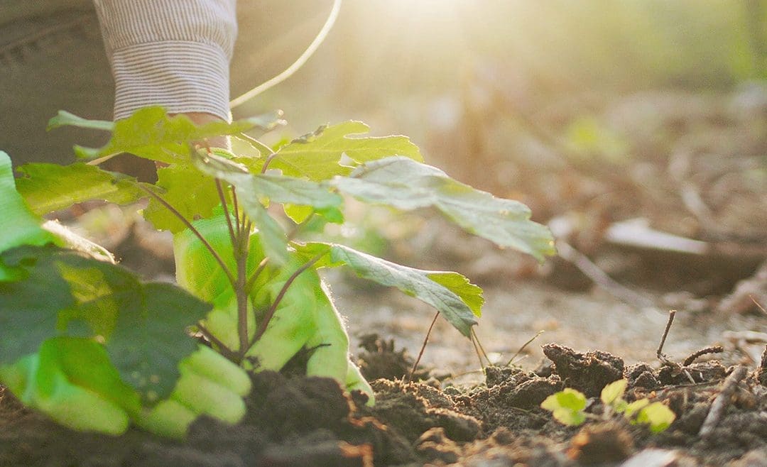 Az erdőgazdálkodási potenciálban okozott erdőkárok helyreállítása