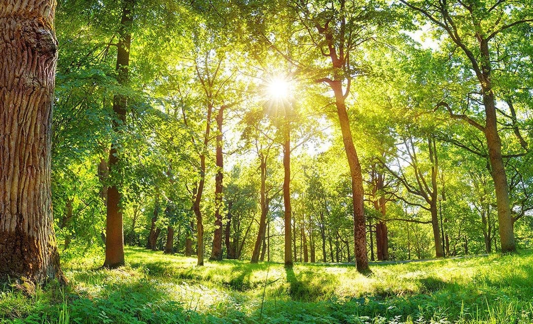 Tavaszi fagykár megelőzésére szolgáló beruházások támogatása