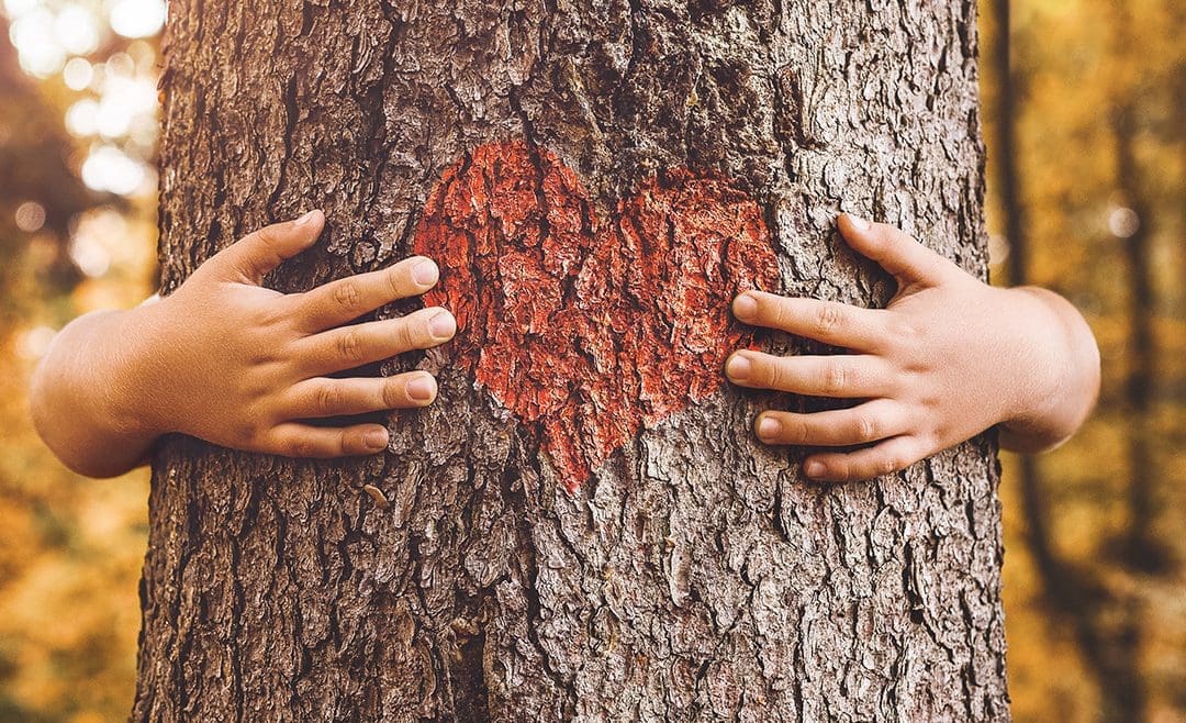 Erdősítés támogatása