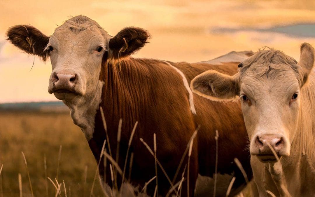 Állattartó telepek megújításának támogatása