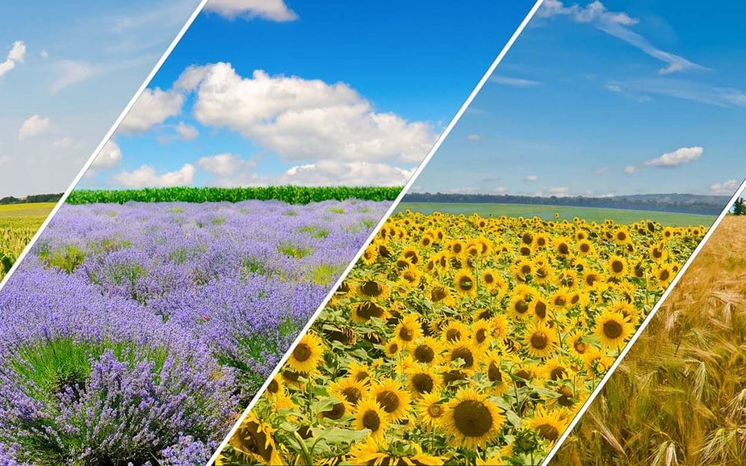 KAP Stratégiai Terv Ütemezése