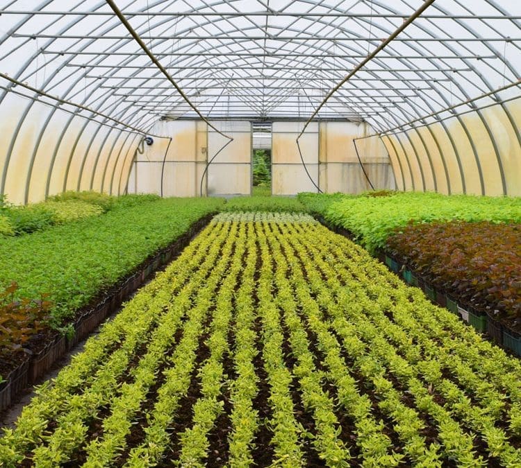 Kertészeti üvegházakhoz, hűtőházakhoz kapcsolódó, és post-harvest fejlesztések támogatása