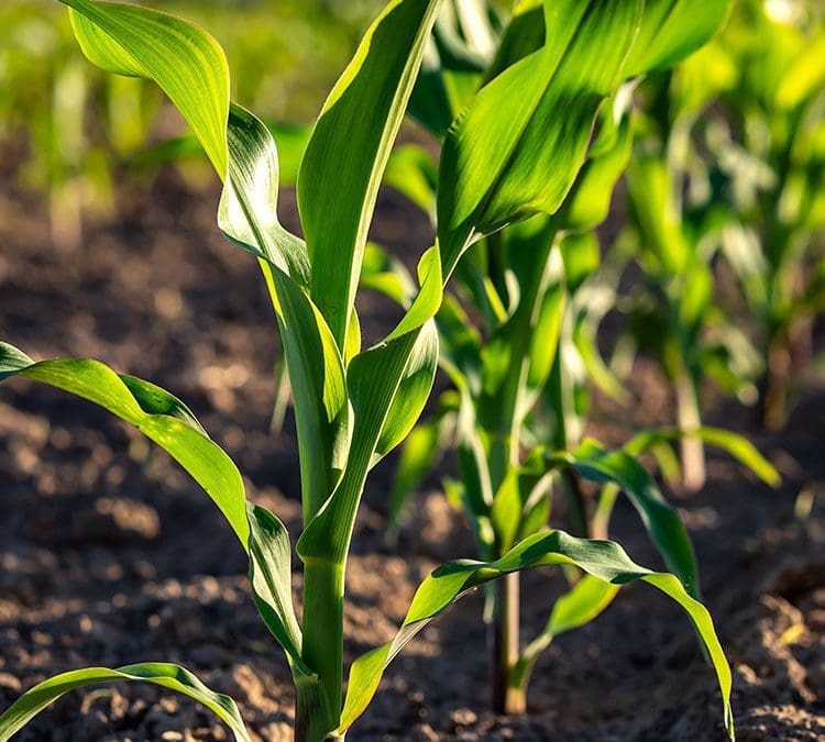 Kertészet – ültetvénytelepítés és gyógynövénytermesztés támogatása