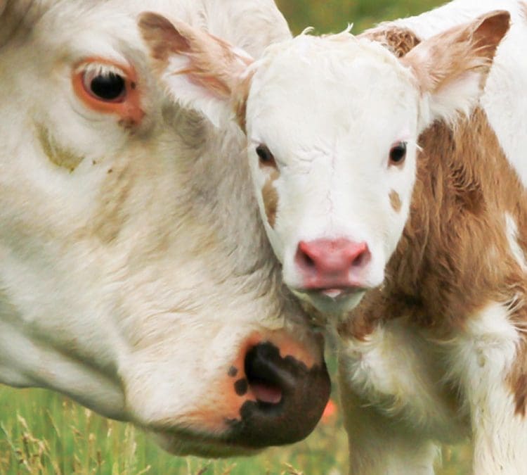 Állattartó telepek megújításának támogatása