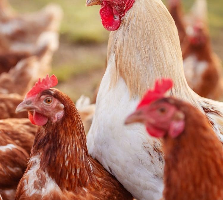 Állattartó telepek fejlesztésének támogatása